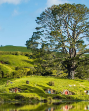 nz-new-f nz new f