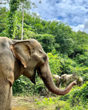thailand thailand